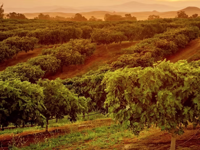 Fresno Pacific University to launch ag leadership certificate