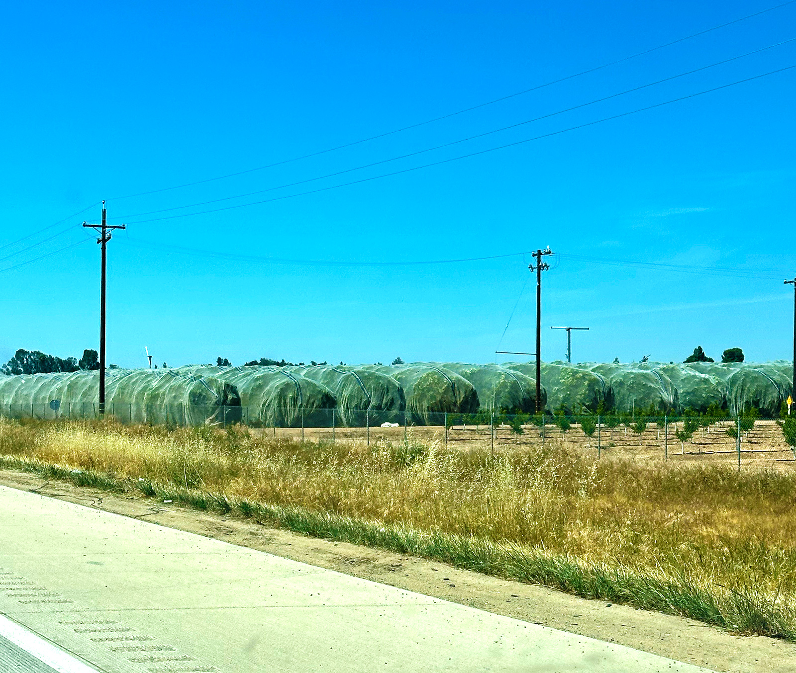 Why growers make orange trees get dressed up in citrus nets