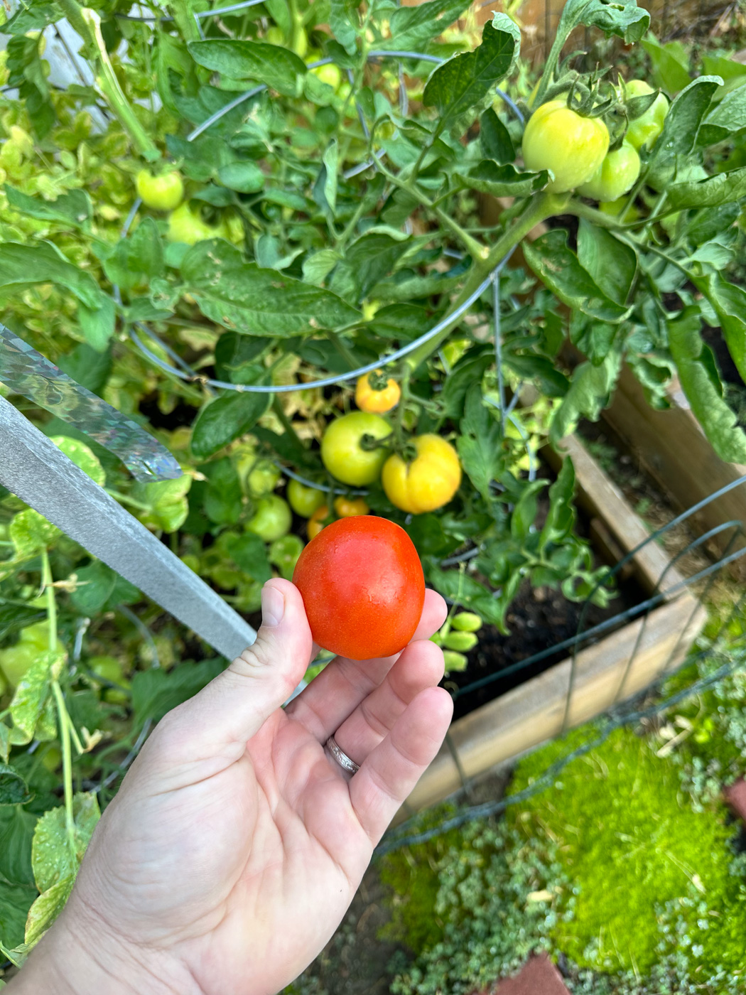A Fresno Master Gardener answers all your tomato questions